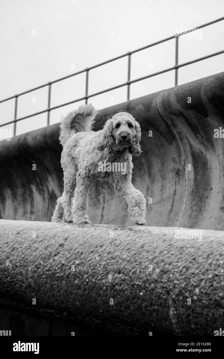 Labradoodle, Teignmouth, Devon, Angleterre Banque D'Images