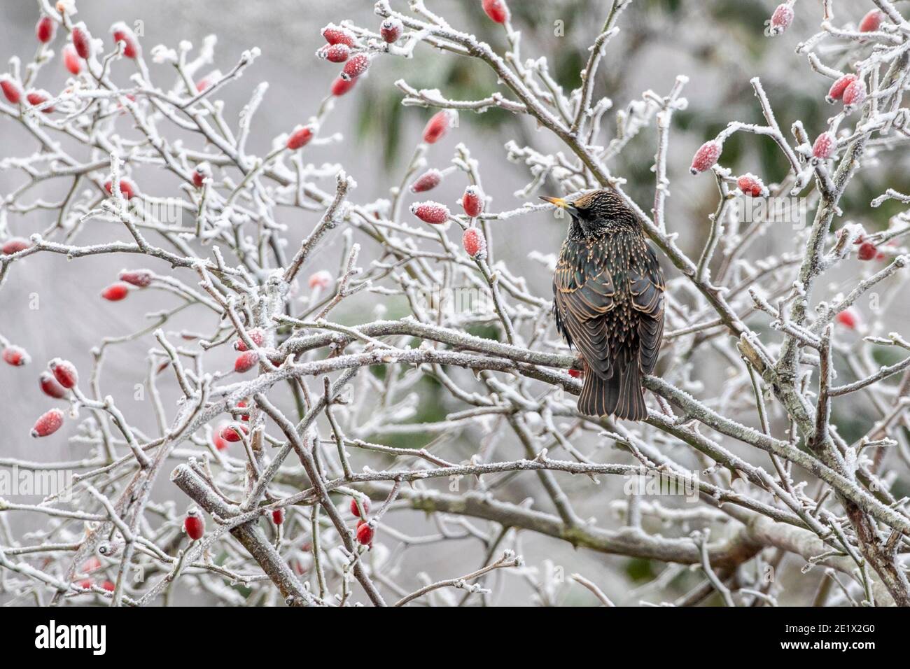 Un Starling perche parmi les hanches roses gelées ce matin après un gel lourd dans East Sussex, Royaume-Uni. Crédit : Ed Brown/Alay Live News Banque D'Images