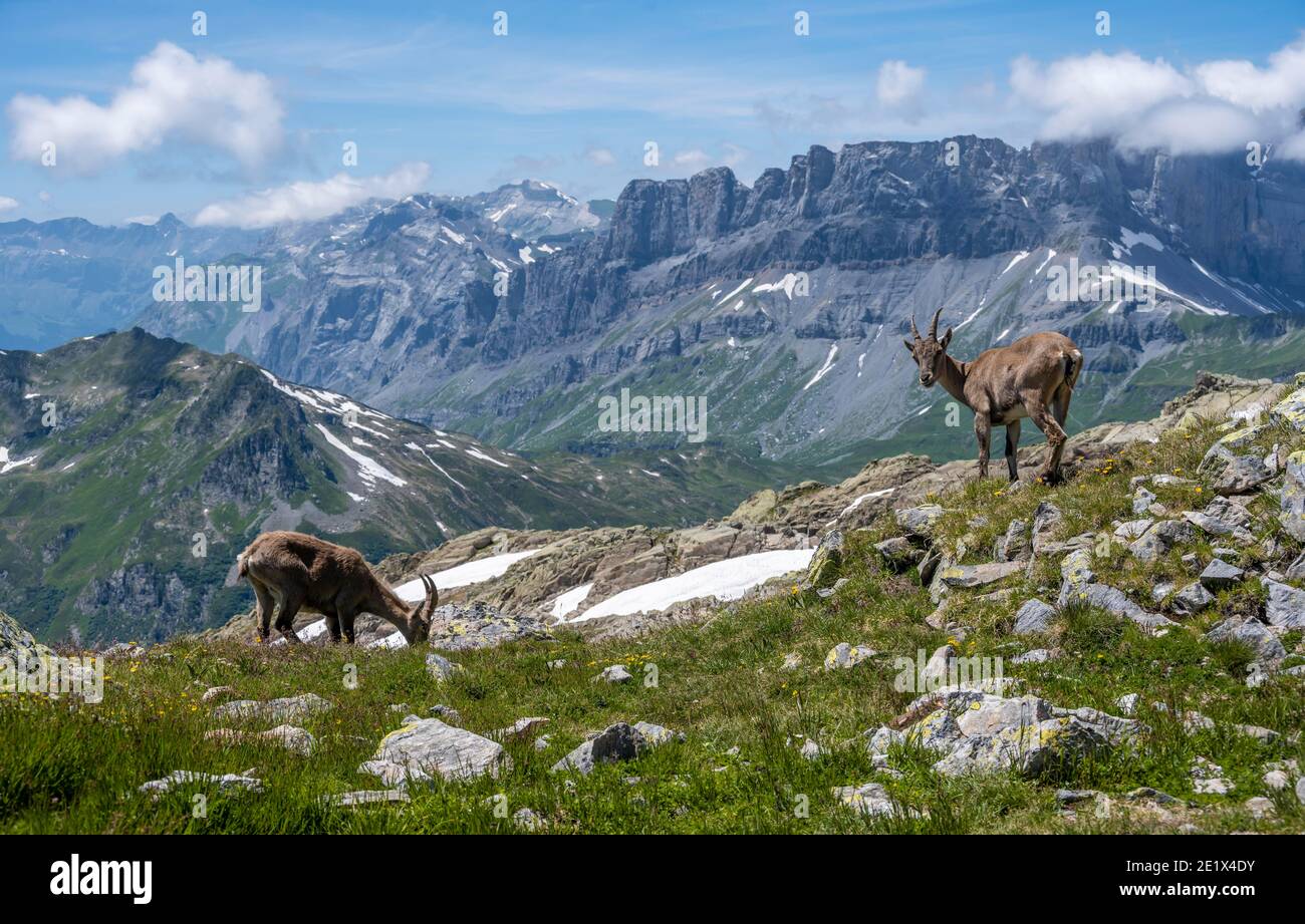Deux ibex alpins (Capra ibex) en pâturage, terrain rocheux, massif du Mont blanc, Chamonix, France Banque D'Images