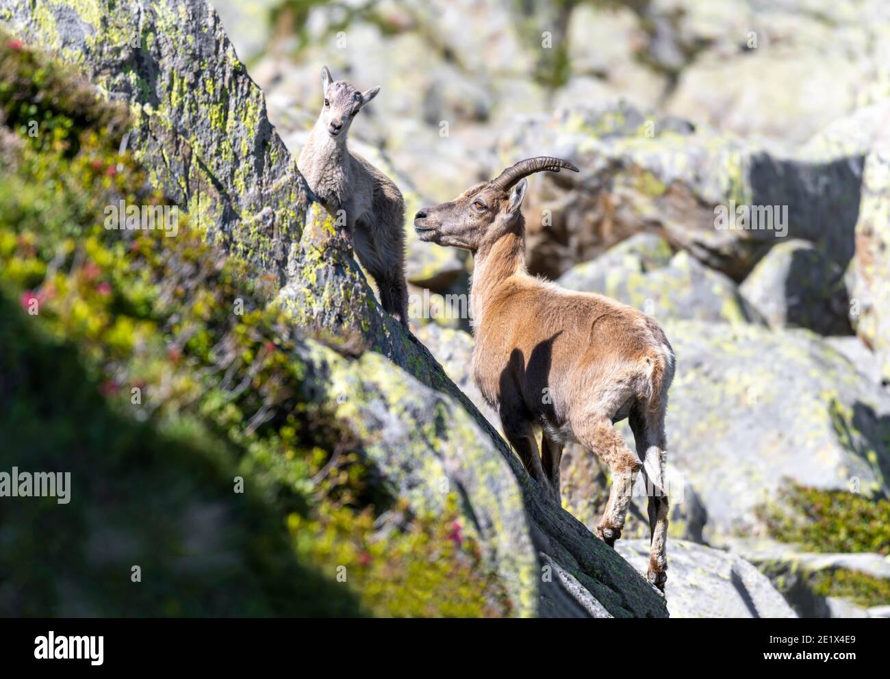 Deux ibex alpins (Capra ibex), mère avec jeune, sur les rochers, massif du Mont blanc, Chamonix, France Banque D'Images