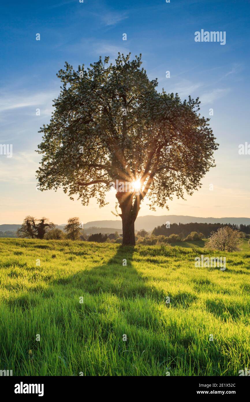 Oberland de Zurich avec Pfannenstiel, Suisse Banque D'Images