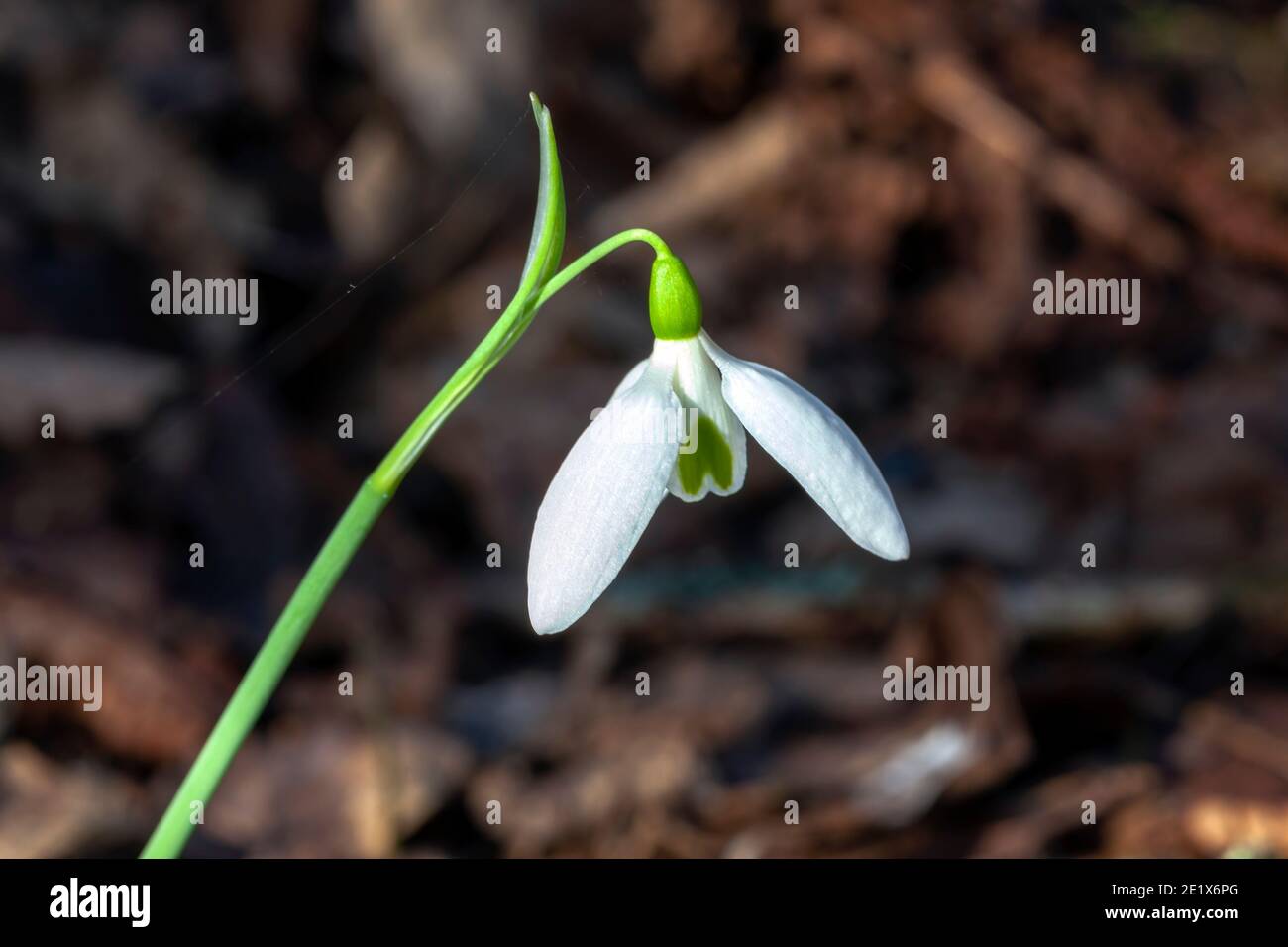 Snowdrop galanthus elwesii var monostictus (grande Snowdrop) une plante bulbeuse à fleurs de printemps au début de l'hiver avec un blanc fleur de printemps qui ope Banque D'Images