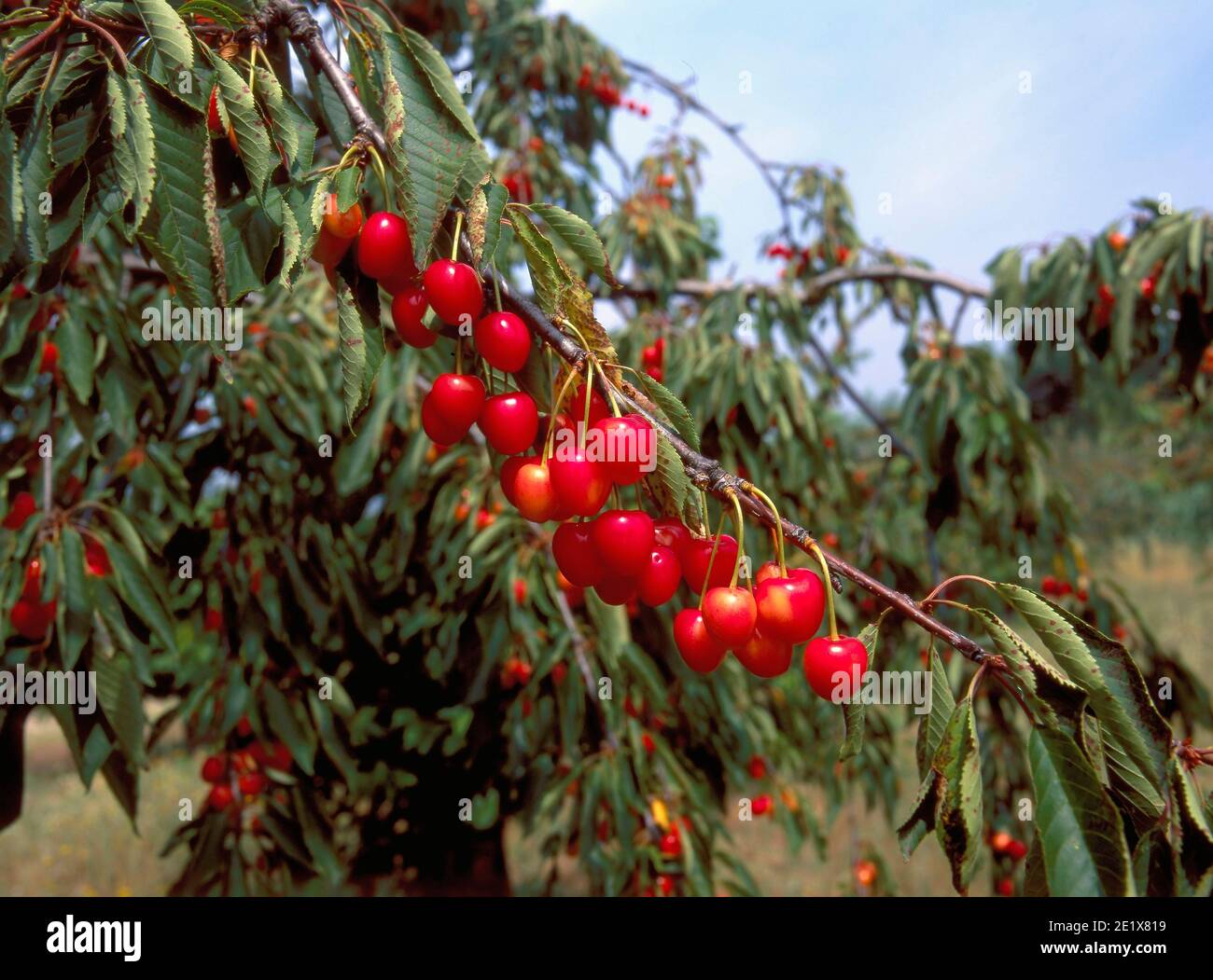 Cerises rouges dans un arbre à Apt, France. De ces cerises, la célèbre cerise rouge confite de Provence est fabriquée. L'étoile des fruits confits est cultivée Banque D'Images