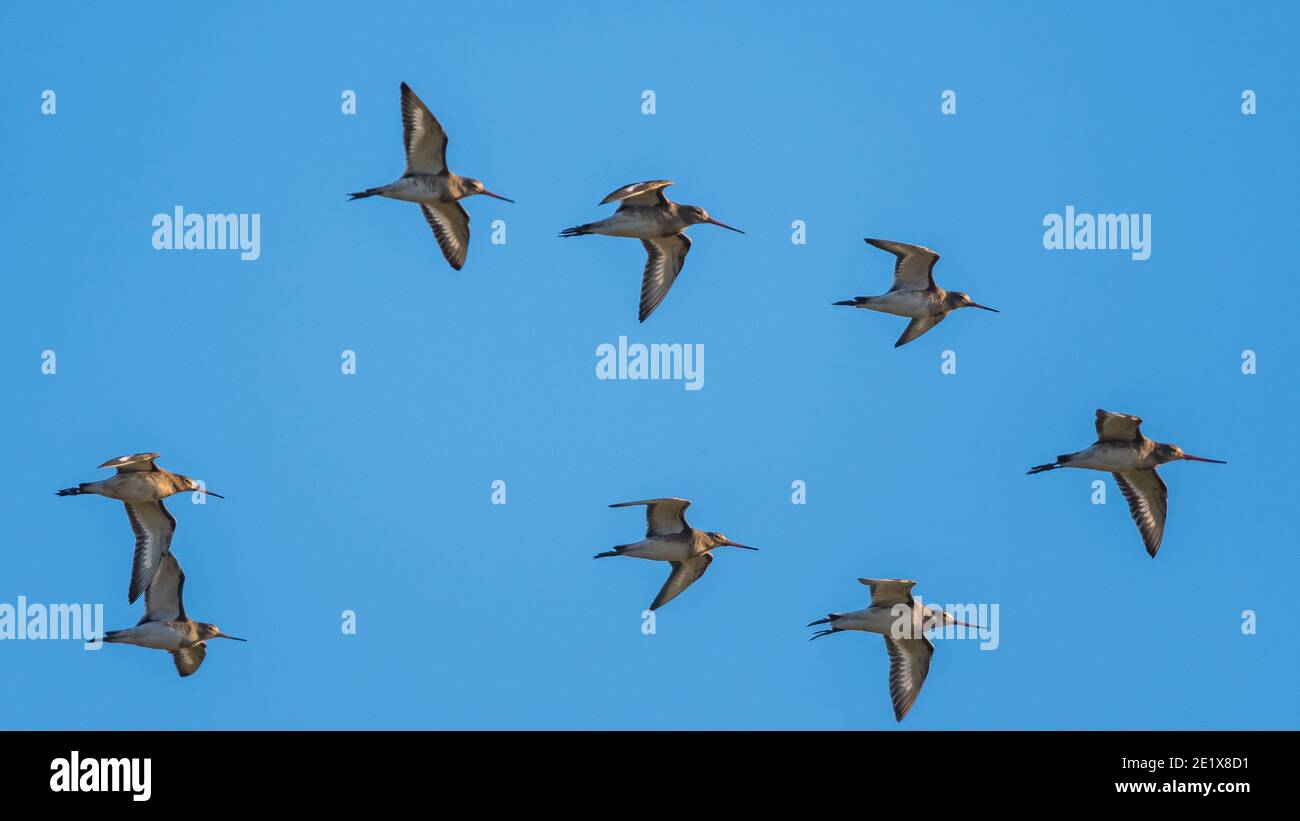 Godoul à queue noire, Limosa limosa dans le vol sur le ciel bleu Banque D'Images