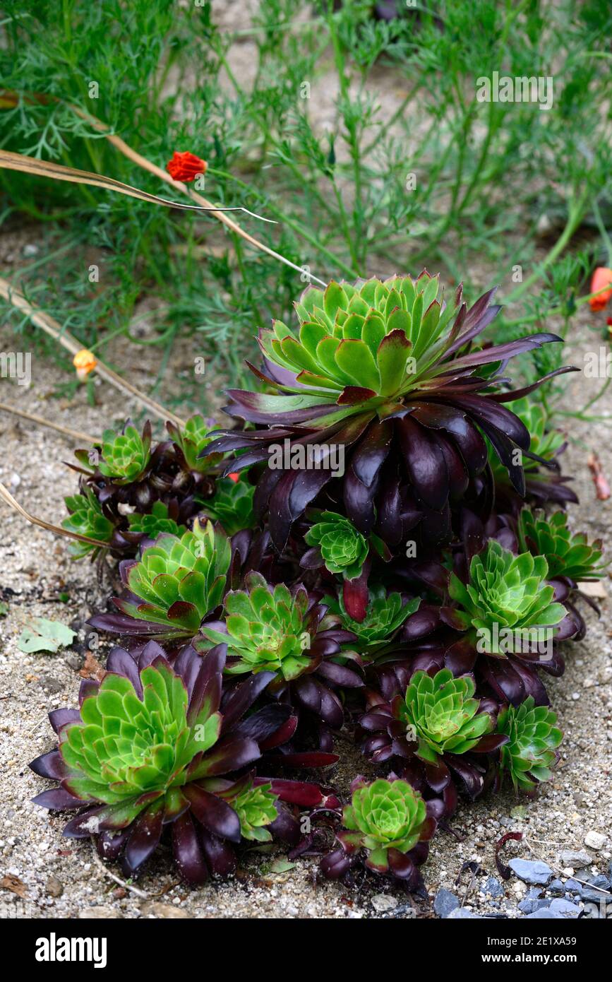 aeonium Black Magic,evergreen,succulent,violet foncé,très foncé,rosette,rosettes,feuillage,feuilles,succulentes,succulentes,fleurs RM Banque D'Images