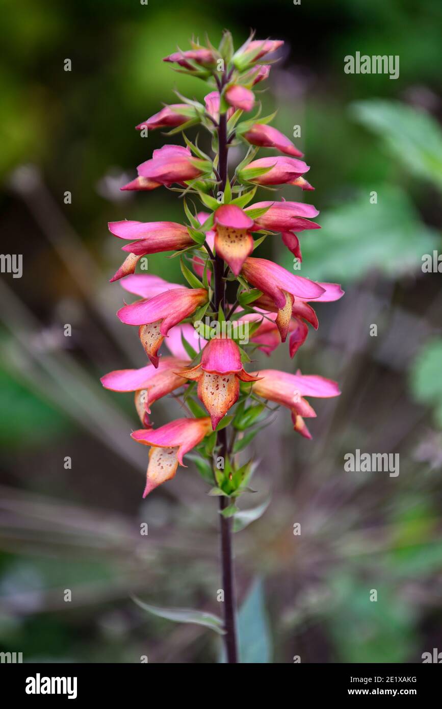 Digitalis × valinii Firebird,rengant Firebird,rouille-rouge fleurs orange pâle gorge,rengants,digitalis plante Reproduction, RM Floral Banque D'Images