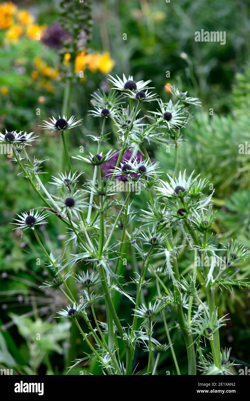 eryngium guatemalense,fleurs,Floraison,frontière mixte,Lèvelle guatémaltèque, eryngo guatémaltèque, Eryngium cymosum,thorny,chardon,chardon comme plante,RM FL Banque D'Images