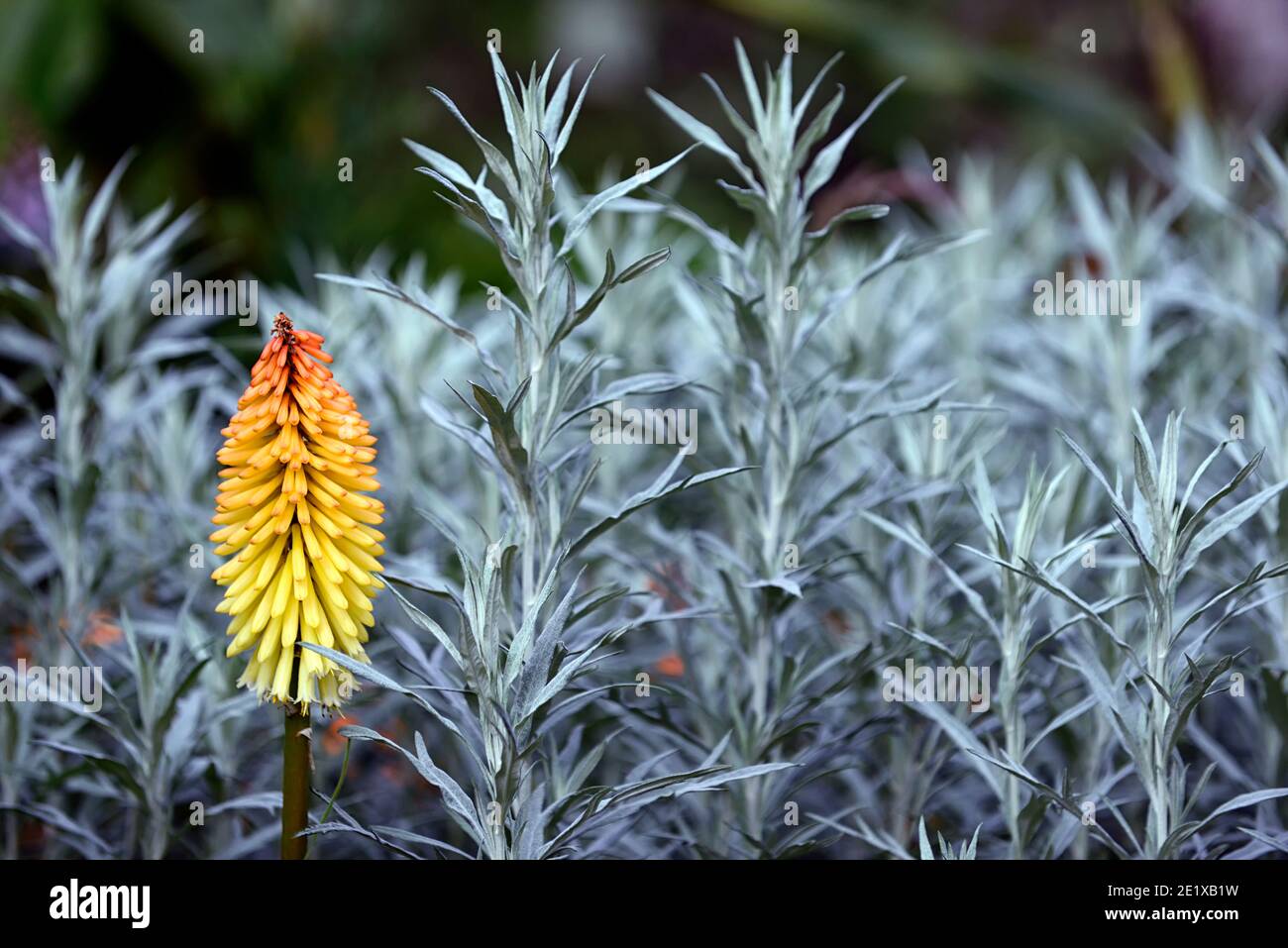 artemisia ludoviciana valerie finnis,kniphofia poco orange,kniphofias et artemesia,fleur d'orange jaune,pic de fleur,feuilles d'argent,feuillage d'argent, mi Banque D'Images