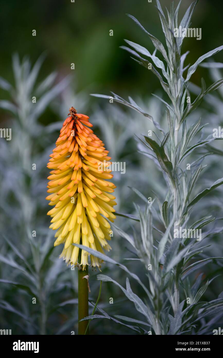 artemisia ludoviciana valerie finnis,kniphofia poco orange,kniphofias et artemesia,fleur d'orange jaune,pic de fleur,feuilles d'argent,feuillage d'argent, mi Banque D'Images