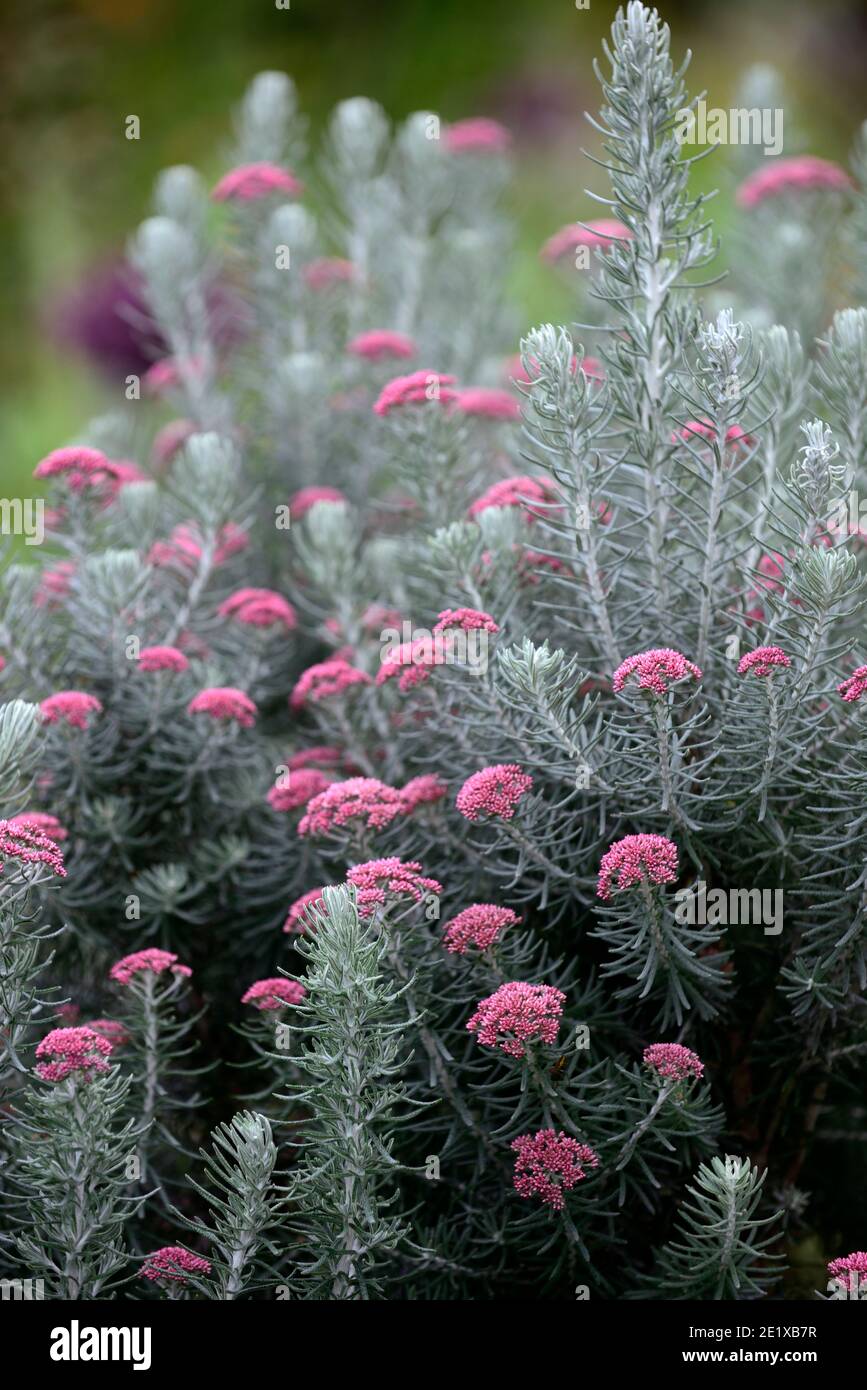 Osothamnus rosmarinifolius Jubilé d'argent,romarin de mer Jubilé d'argent,romarin éternel,arbuste vert d'argent tendre,argent feuilles gris-vert, corym dense Banque D'Images