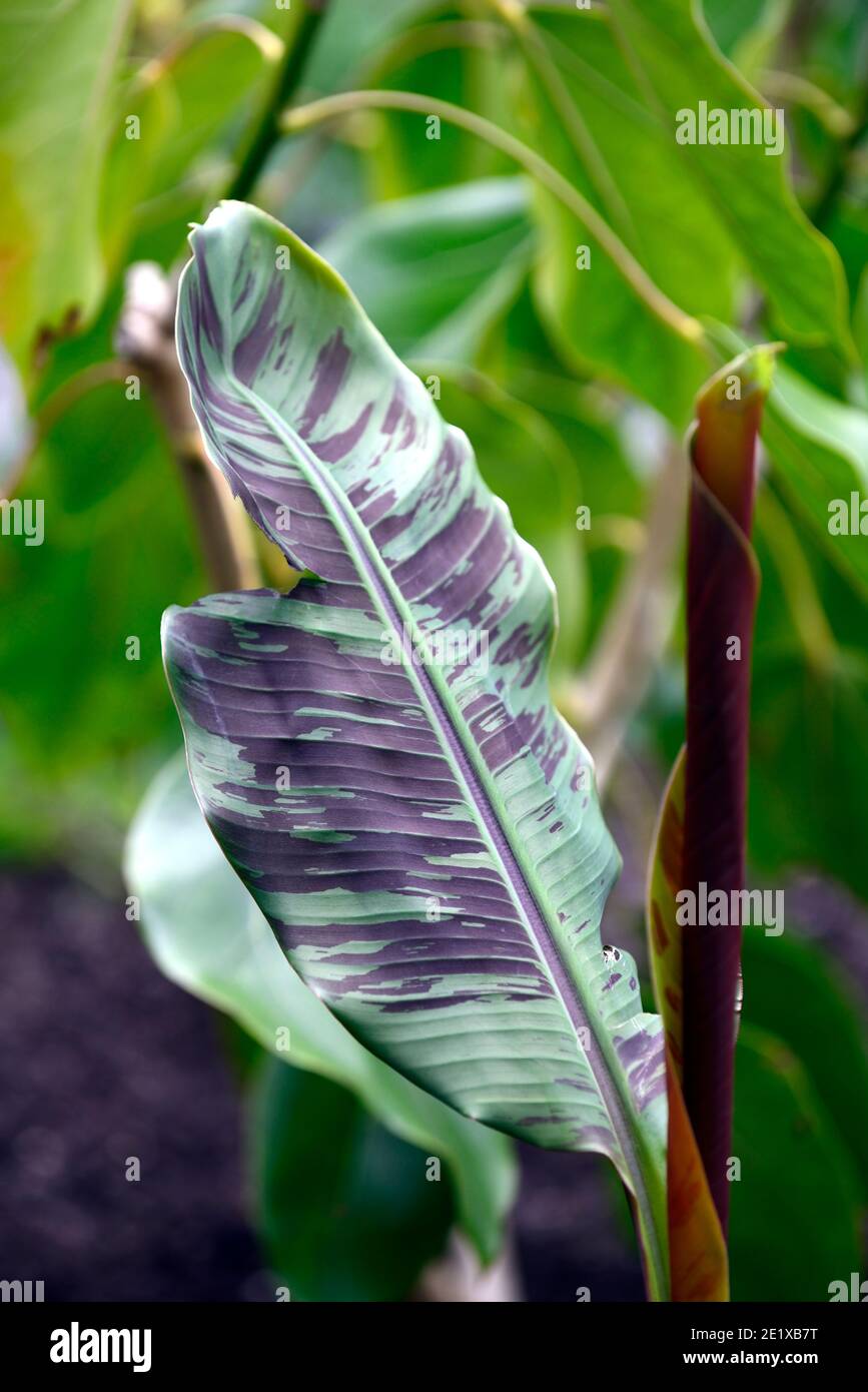 Musa bordelon, banane rouge rayée, marron rouge dessous, feuilles, feuillage, banane ornementale, plante ornementale, schéma de plantation tropical, RM Floral Banque D'Images