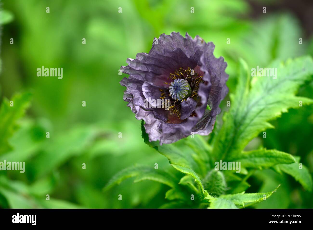 Papaver rhoeas Amazing Gray,coquelicot annuel,coquelicots annuels,gris