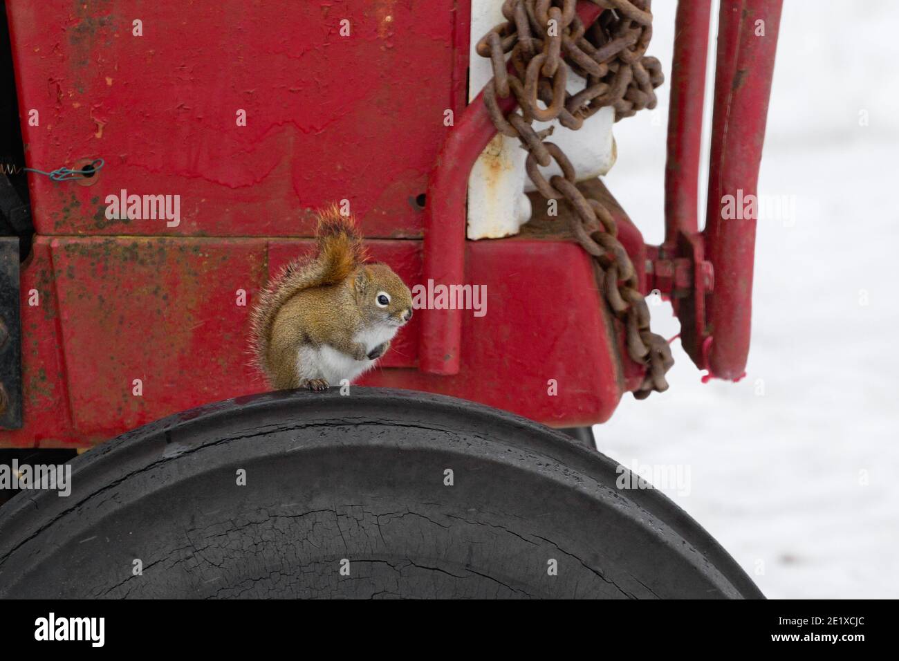 Écureuil gris de l'est assis sur un pneu de tracteur agricole Banque D'Images