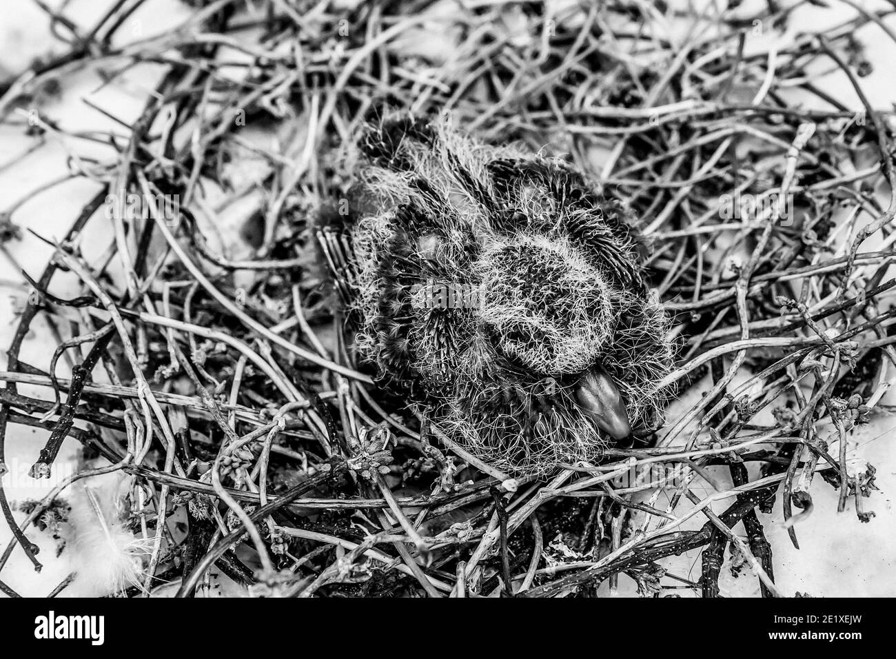Squab (petite colombe) dans le nid de l'oiseau attendant que ses parents apportent de la nourriture. Plumes noires et jaunes émergeant du poussin de colombe. Noir et blanc - monosynchro Banque D'Images Squab (petite colombe) dans le nid de l'oiseau attendant que ses parents apportent de la nourriture. Plumes noires et jaunes émergeant du poussin de colombe. Noir et blanc - monosynchro Banque D'Images