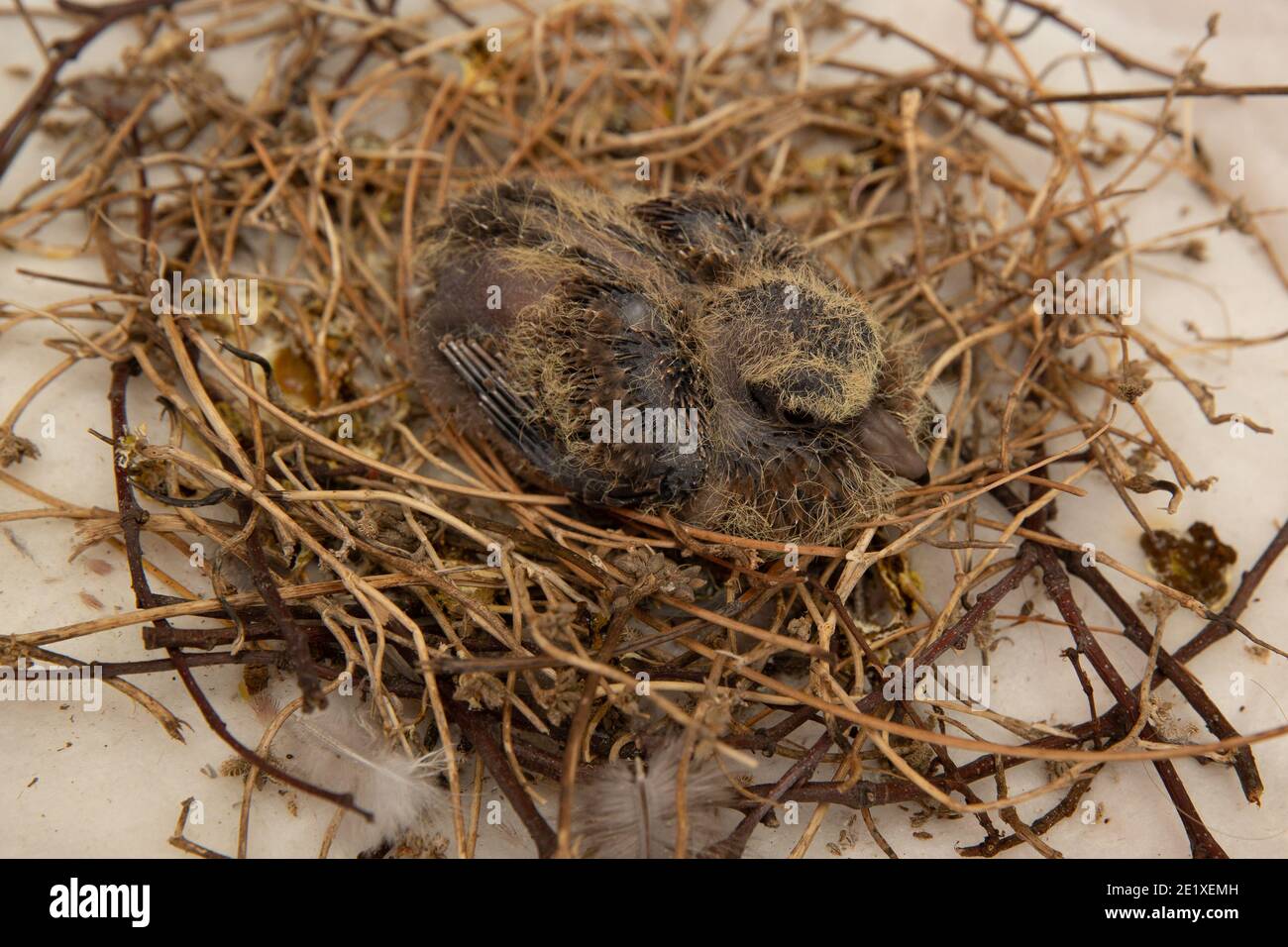Squab (petite colombe) dans le nid de l'oiseau attendant que ses parents apportent de la nourriture. Plumes noires et jaunes émergeant du poussin de colombe. Banque D'Images