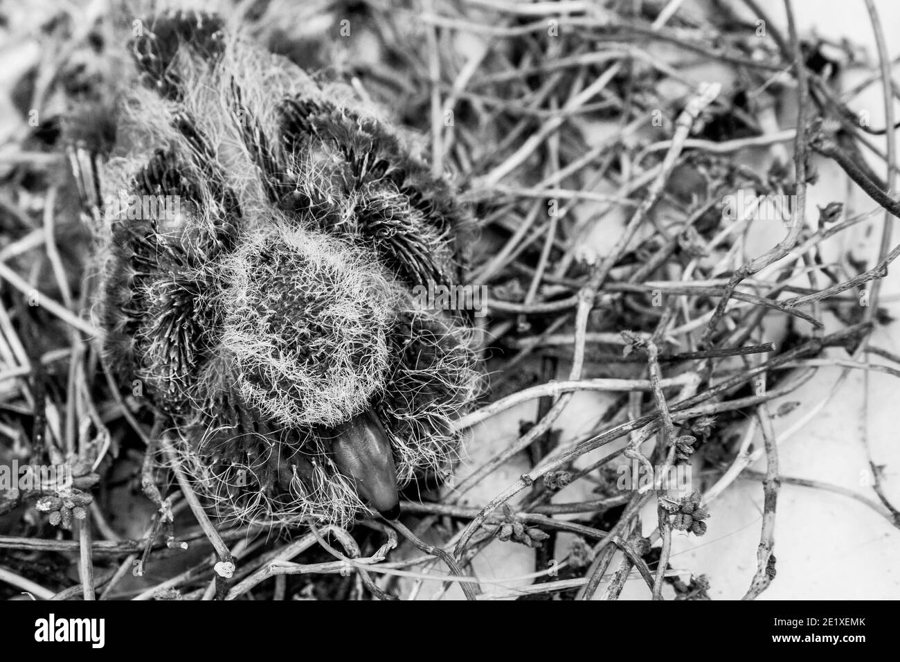Squab (petite colombe) dans le nid de l'oiseau attendant que ses parents apportent de la nourriture. Plumes noires et jaunes émergeant du poussin de colombe. Noir et blanc - monosynchro Banque D'Images