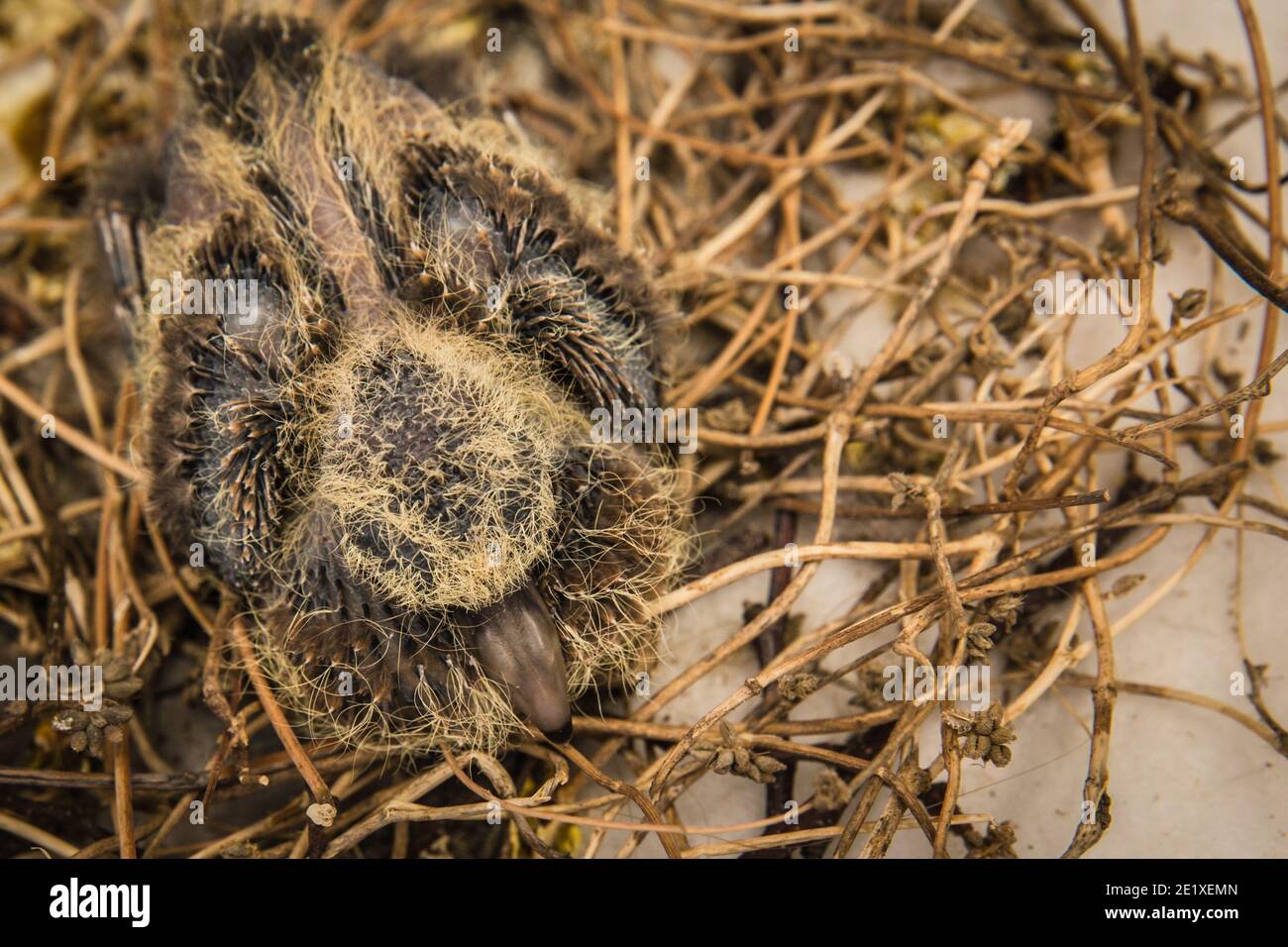Squab (petite colombe) dans le nid de l'oiseau attendant que ses parents apportent de la nourriture. Plumes noires et jaunes émergeant du poussin de colombe. Banque D'Images