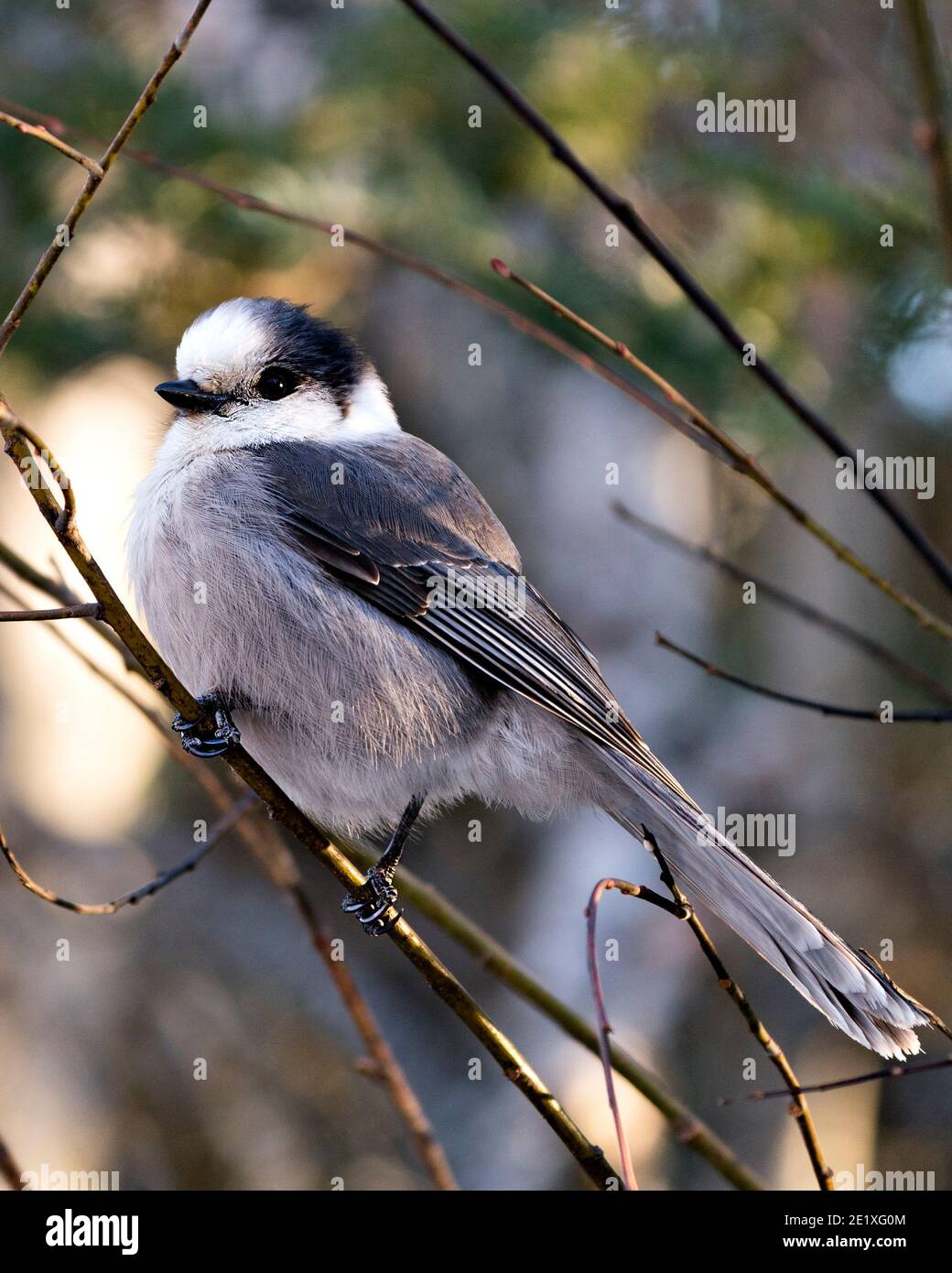 Vue en gros plan du geai gris perchée sur une branche d'arbre dans son environnement avec un arrière-plan flou, affichant un plumage de plumes grises et une queue d'oiseau. Banque D'Images