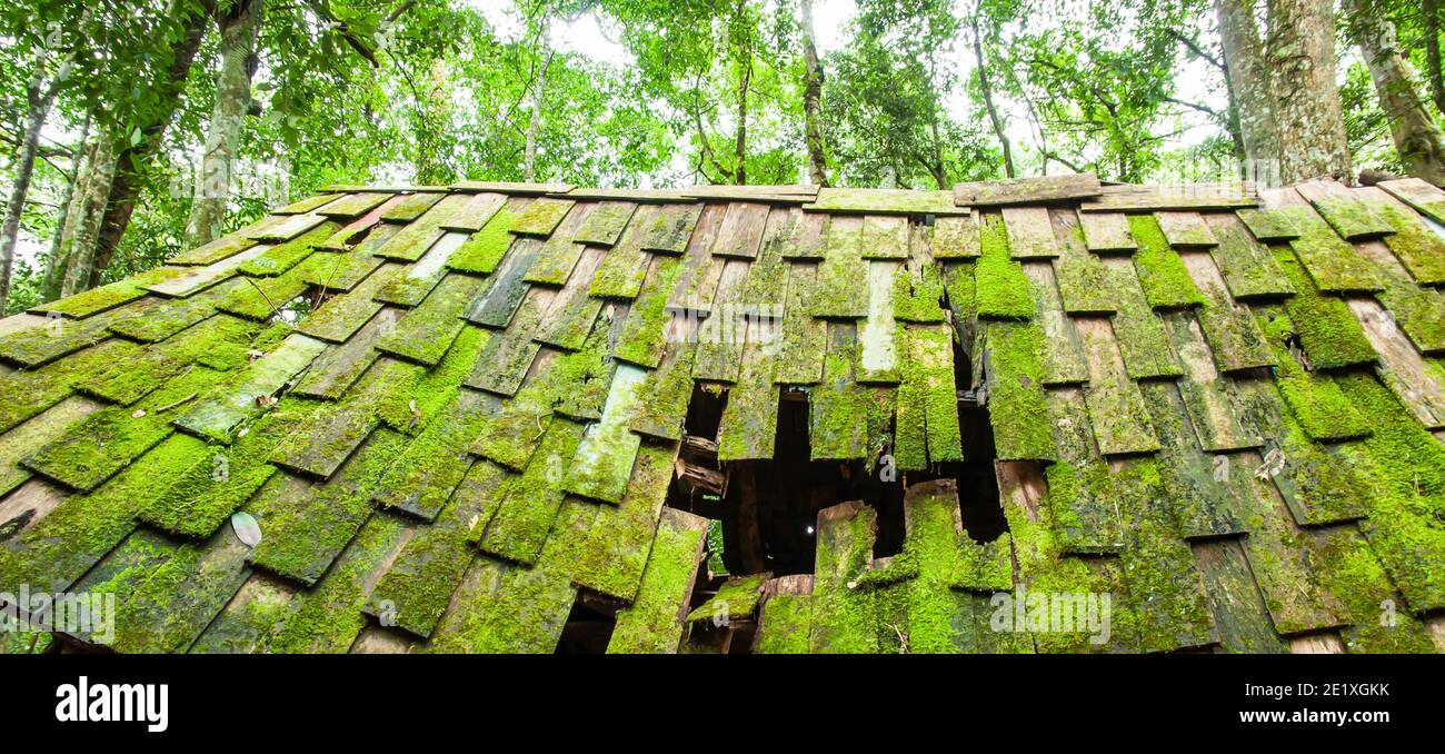 Une ancienne cabine en bois avec de la mousse luxuriante et du lichen sur le toit en bois, ancienne cabine en bois abandonnée dans une forêt tropicale au printemps. Banque D'Images