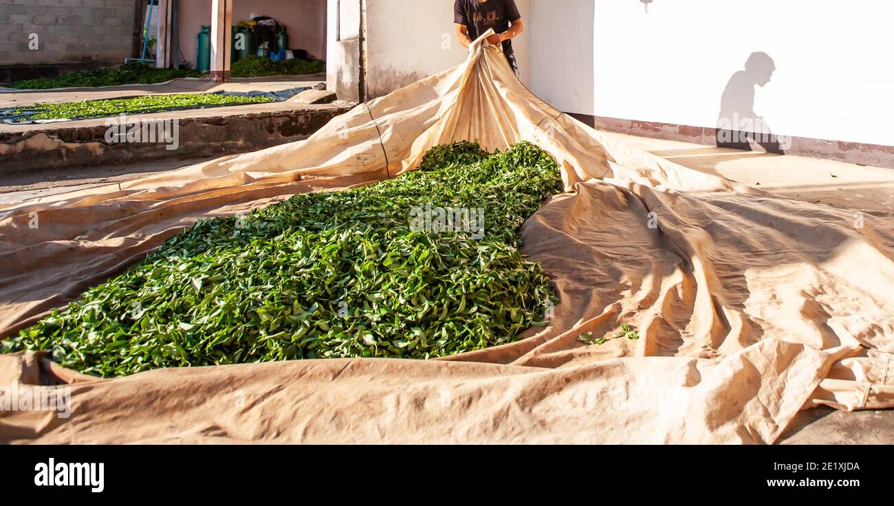 Fermier de thé posant les feuilles sur le tissu dans la cour pour un séchage naturel. Doi Mae Salong, Chiang Rai, Thaïlande. Banque D'Images Fermier de thé posant les feuilles sur le tissu dans la cour pour un séchage naturel. Doi Mae Salong, Chiang Rai, Thaïlande. Banque D'Images