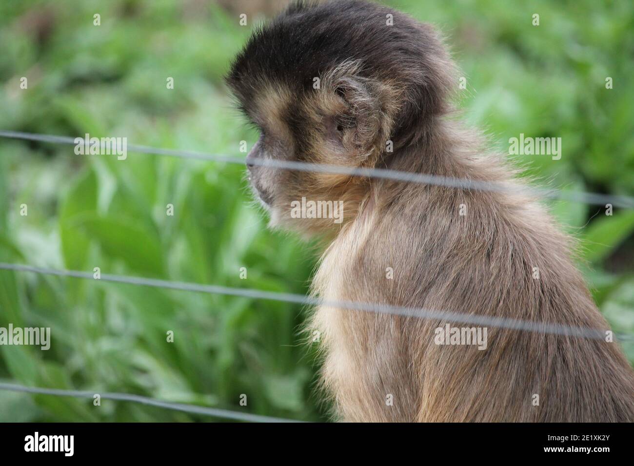 Les singes écureuils sont des petites créatures animées qui aiment à la crevette dans les arbres et aussi parfois aussi à la fraude de voler des choses des gens. Banque D'Images