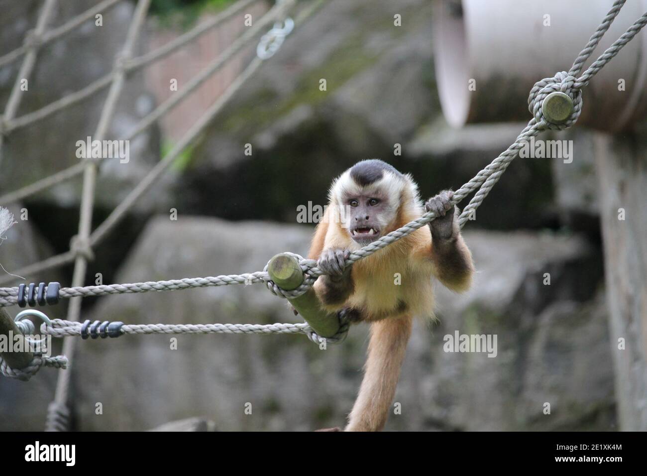 Les singes écureuils sont des petites créatures animées qui aiment à la crevette dans les arbres et aussi parfois aussi à la fraude de voler des choses des gens. Banque D'Images