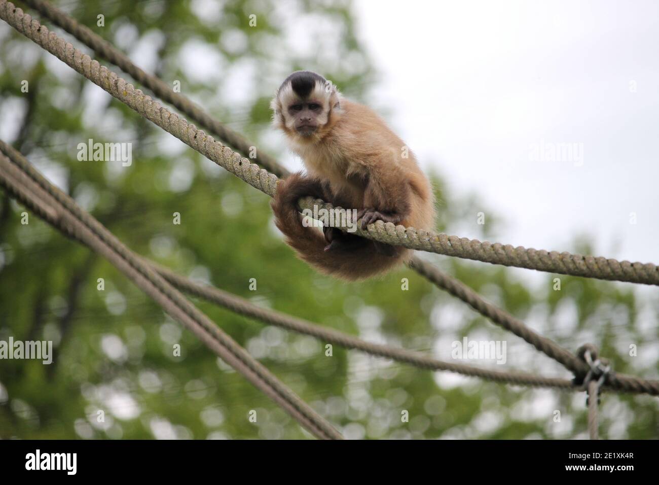 Les singes écureuils sont des petites créatures animées qui aiment à la crevette dans les arbres et aussi parfois aussi à la fraude de voler des choses des gens. Banque D'Images