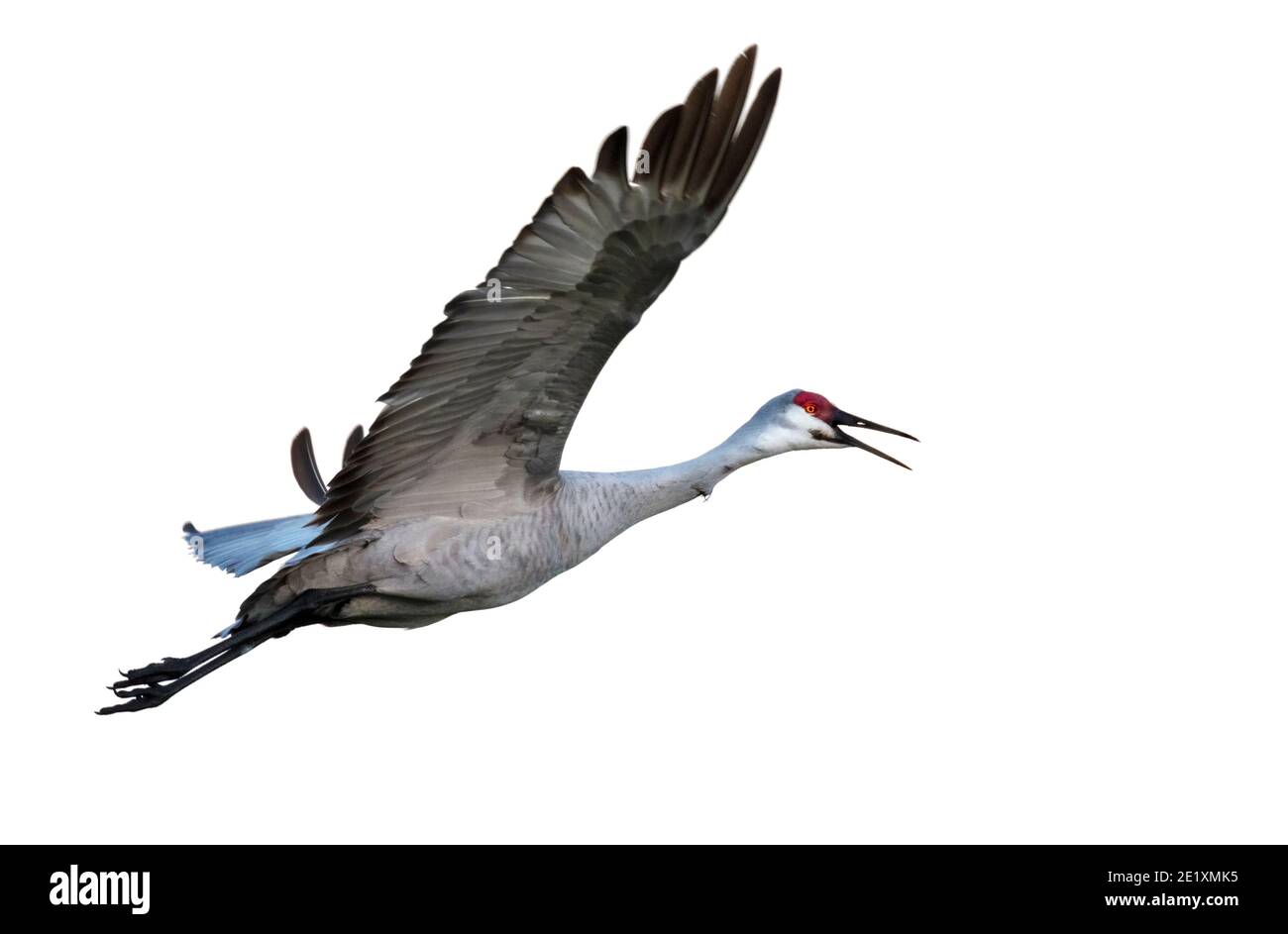 Grue de sandhill (Antigone canadensis) en vol, isolée sur fond blanc. Banque D'Images