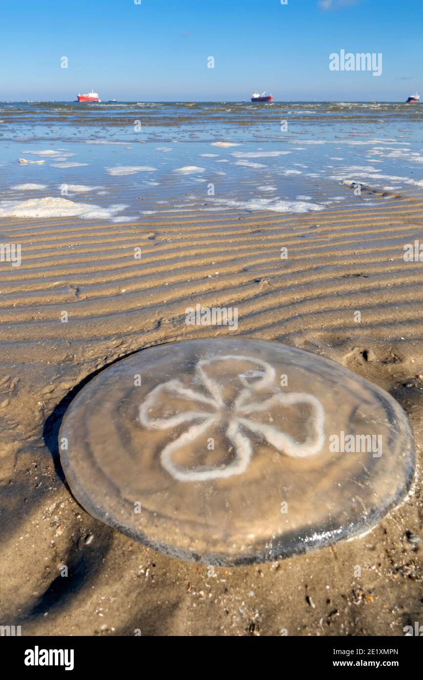 Méduses mortes à la plage de l'océan, Galveston, Texas, États-Unis Banque D'Images
