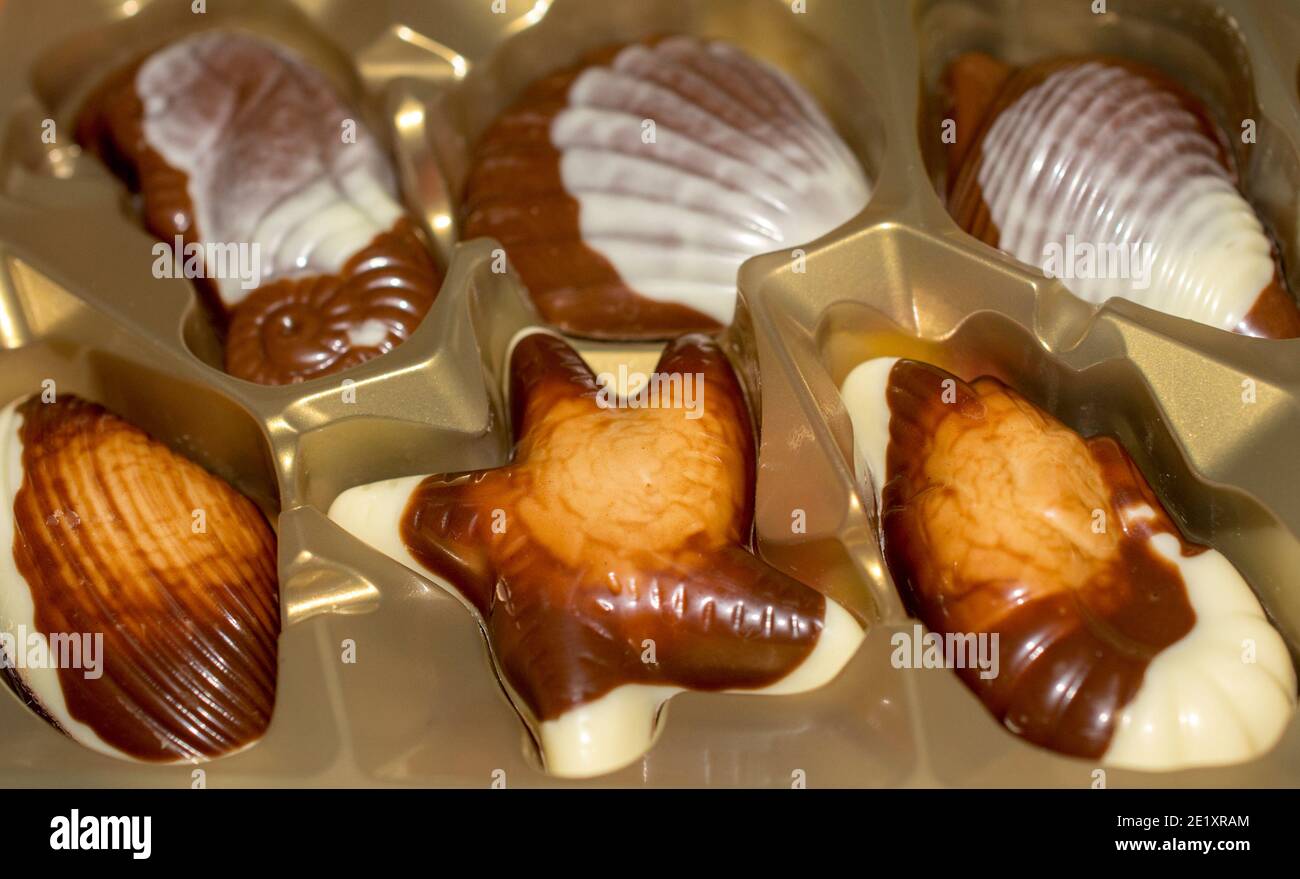 Bonbons au chocolat belge Seashells. Qualité optimale Banque D'Images