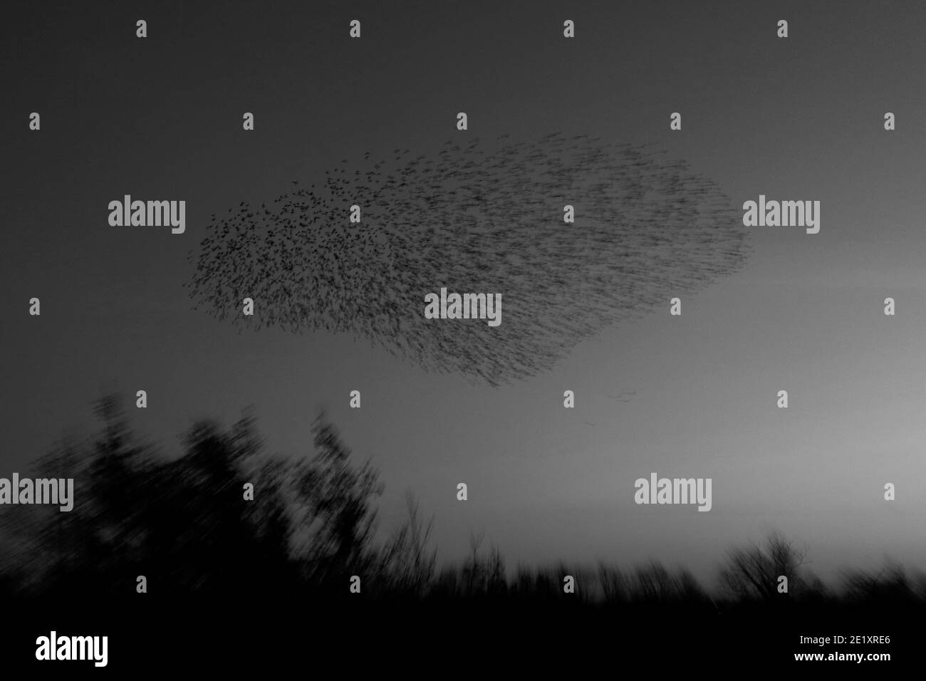 A Starling murmuration, (Sturnus vulgaris) en vol au crépuscule à leur roost d'hiver, Peterborough, Cambridgeshire, Angleterre; Royaume-Uni Banque D'Images