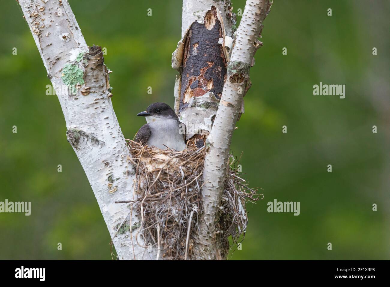 Nidification de kingbird dans le nord du Wisconsin. Banque D'Images