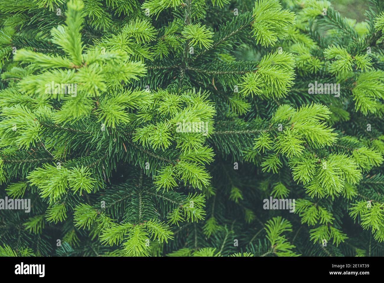 Branches vertes d'épinette dans la forêt d'été Banque D'Images