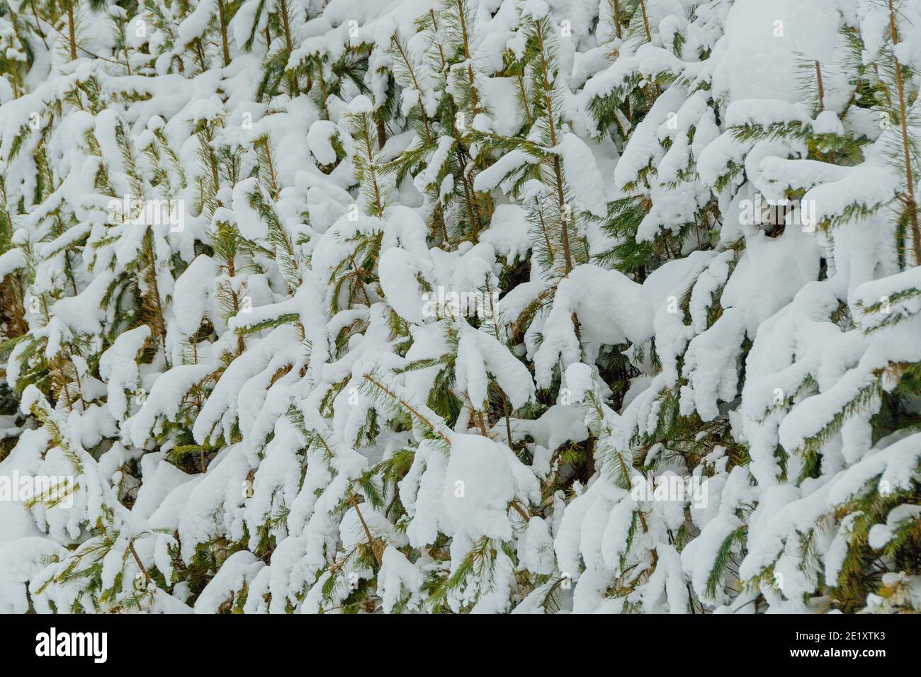 Branches de conifères sous une couche dense de neige fraîche, début d'hiver en forêt Banque D'Images