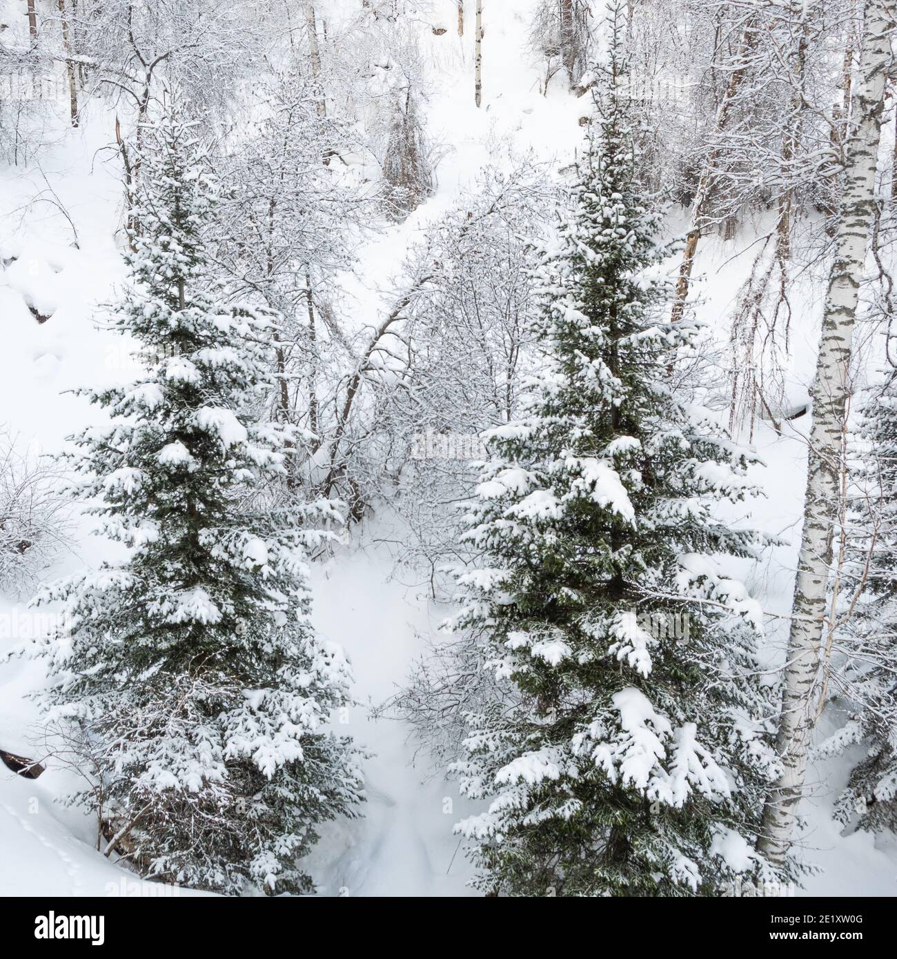 Forêt d'hiver sibérienne avec des pins en pente et congelés branches de l'arbre Banque D'Images