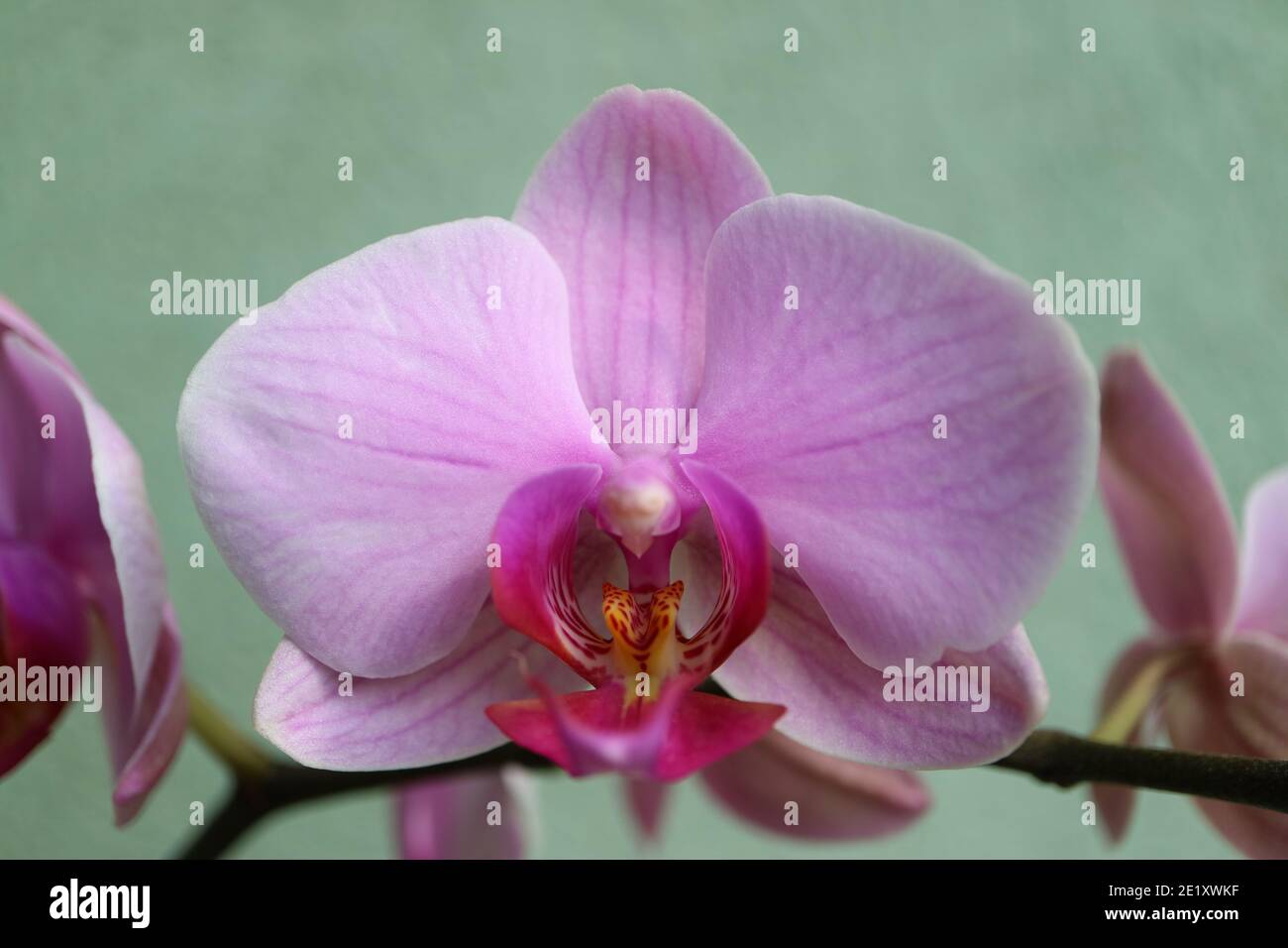 Orchidée rose avec pétales délicats, bourgeons et motifs, macro orchidée rose, tête de fleur, beauté dans la nature, fleur exotique, macro photographie, image de stock Banque D'Images