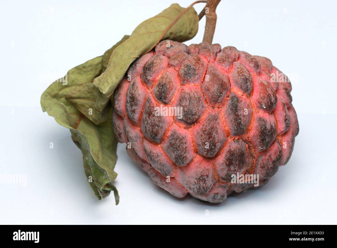 Sucre-pomme, sucre sucré, pomme de Custard, fruit, Annona squamosa Banque D'Images