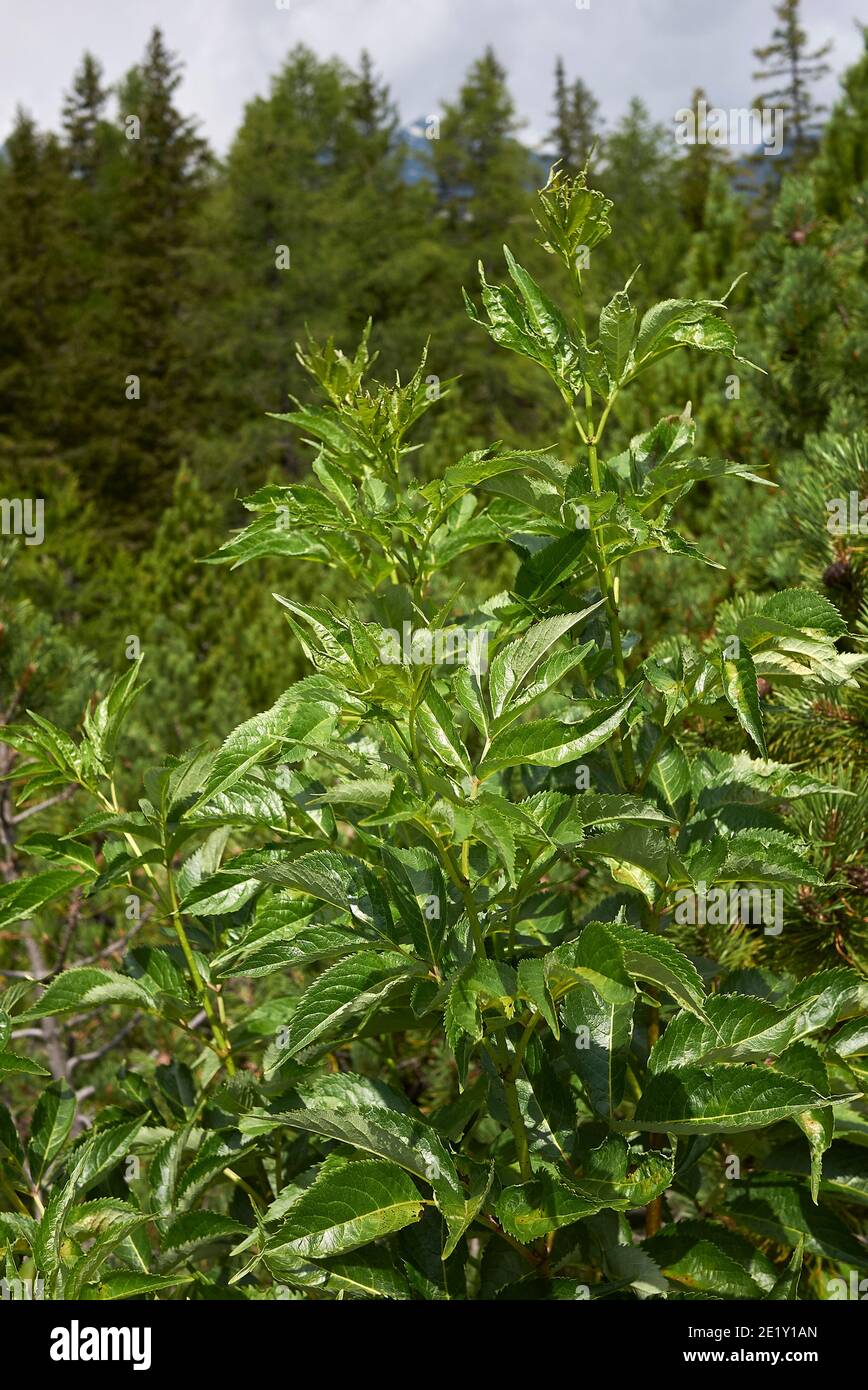 Sambucus racemosa fruits non mûrs gros plan Banque D'Images