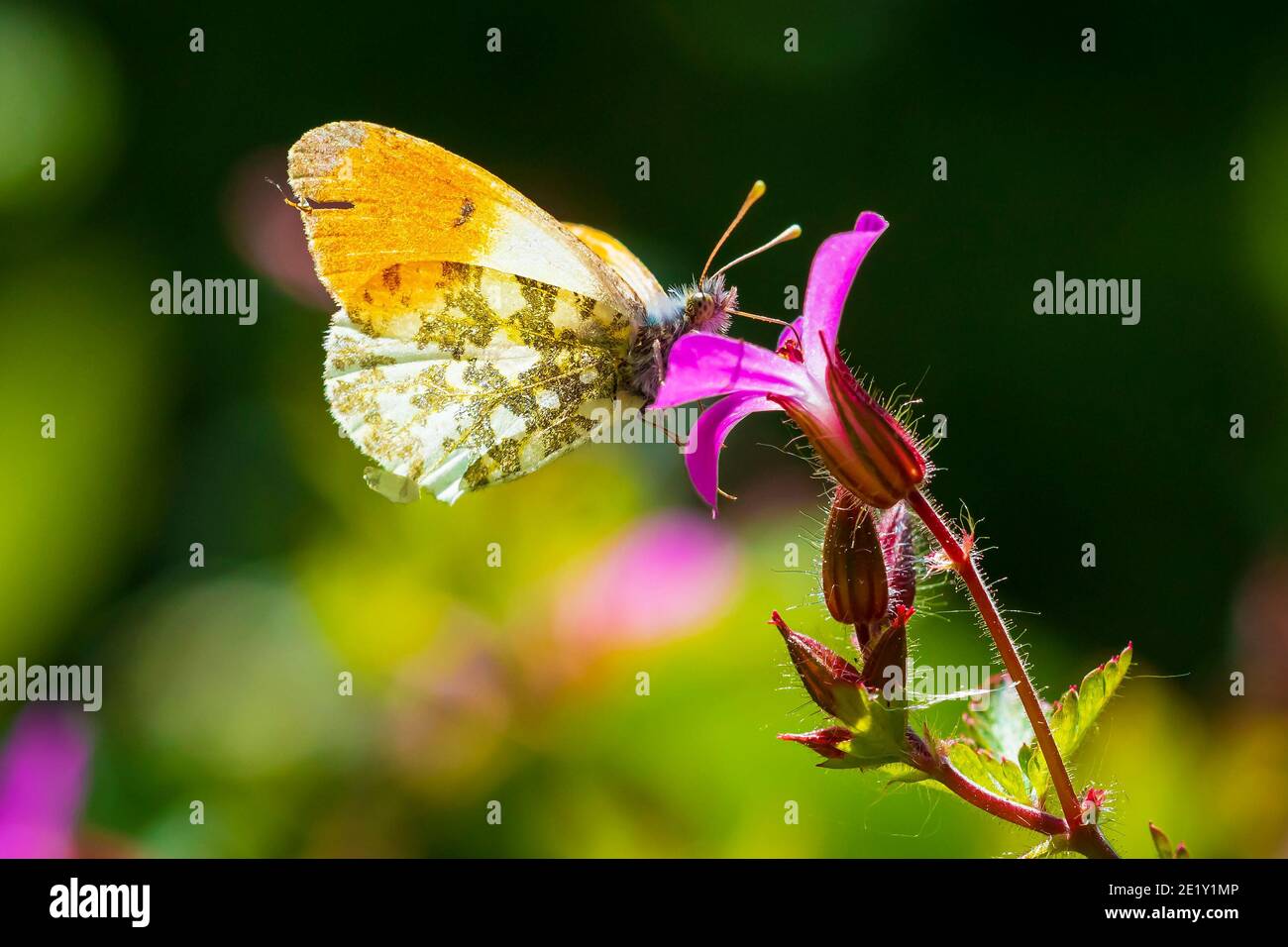 Anthocharis cardamines extrémité orange papillon mâle alimentation sur fleur rose Geranium robertianum. Banque D'Images