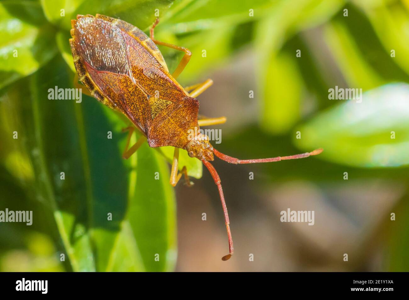 Gros plan d'un insecte d'insecte d'insecte d'insecte d'insecte d'armoise, Dolycoris baccarum, rampant sous la lumière du soleil dans la végétation. Banque D'Images