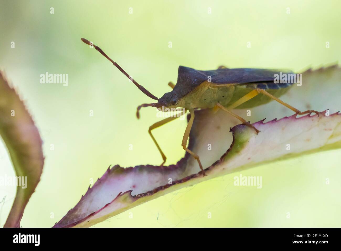 Gros plan d'un insecte d'insecte d'insecte d'insecte d'insecte d'armoise, Dolycoris baccarum, rampant sous la lumière du soleil dans la végétation. Banque D'Images
