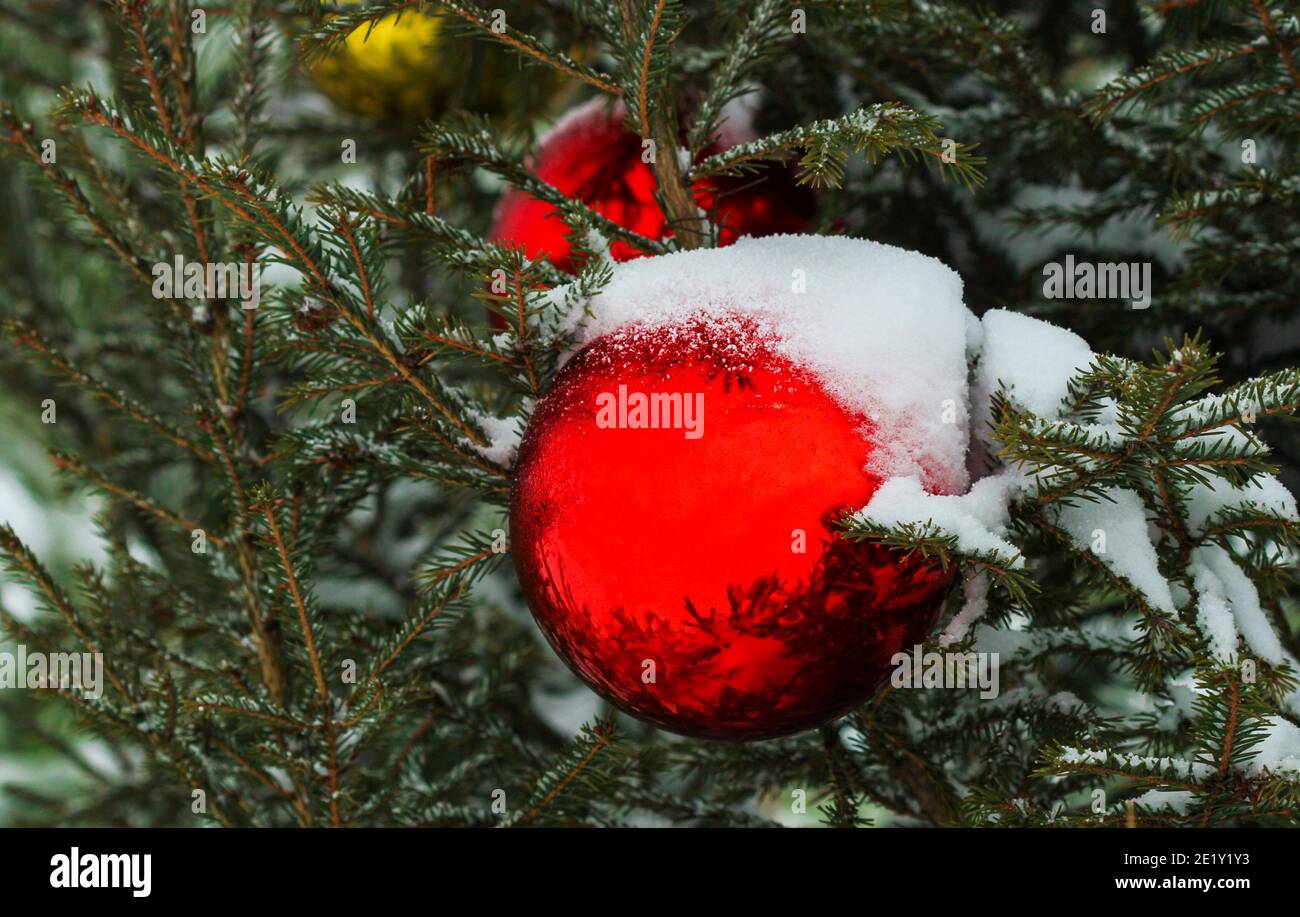 Boules de Noël en verre sur branches d'épinette recouvertes de neige Banque D'Images