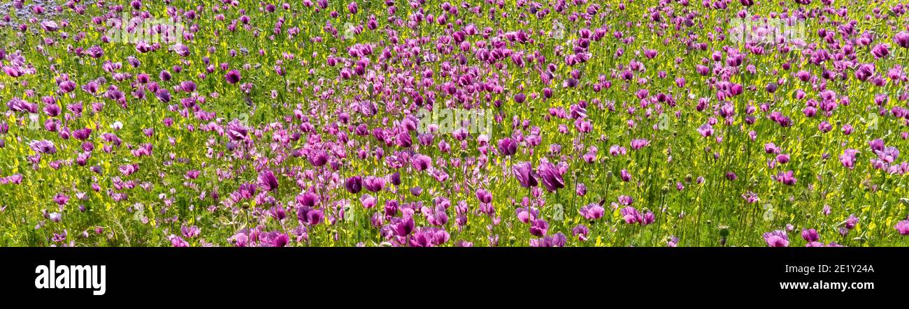 le champ de lilas fleurit ciel bleu - pavot à opium - papaver somniferum Banque D'Images