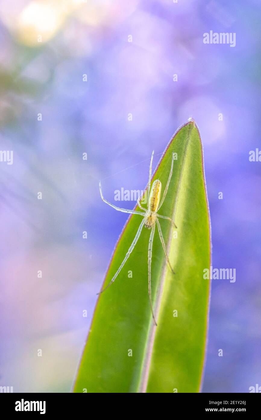 Gros plan d'une araignée à long-mâchoires du genre Tetragnatha, ou araignée étirée dans son habitat. Banque D'Images