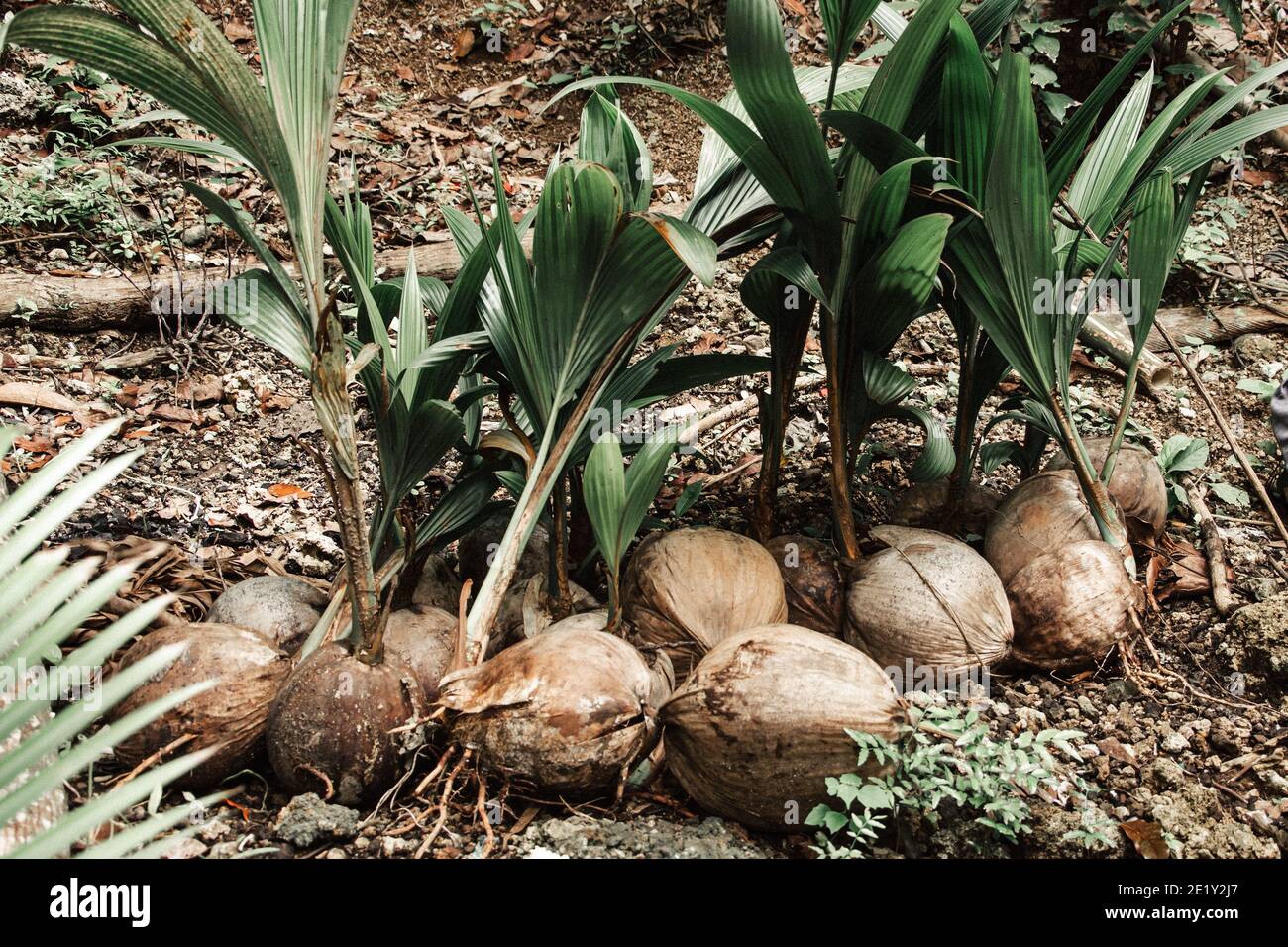 Pépinière de jardin de la thaïlande Banque de photographies et
