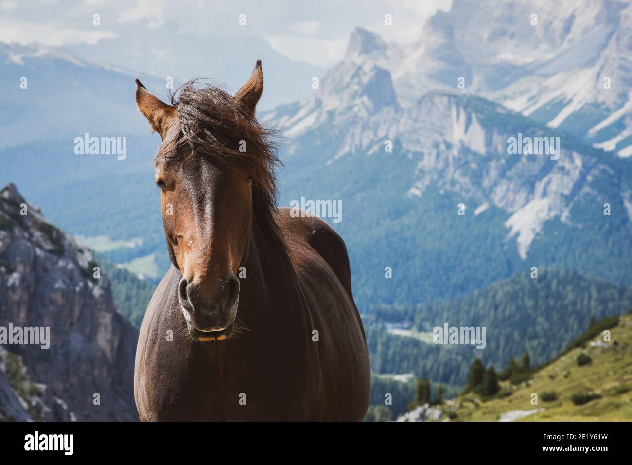 Portrait d'un cheval dans les montagnes Banque D'Images