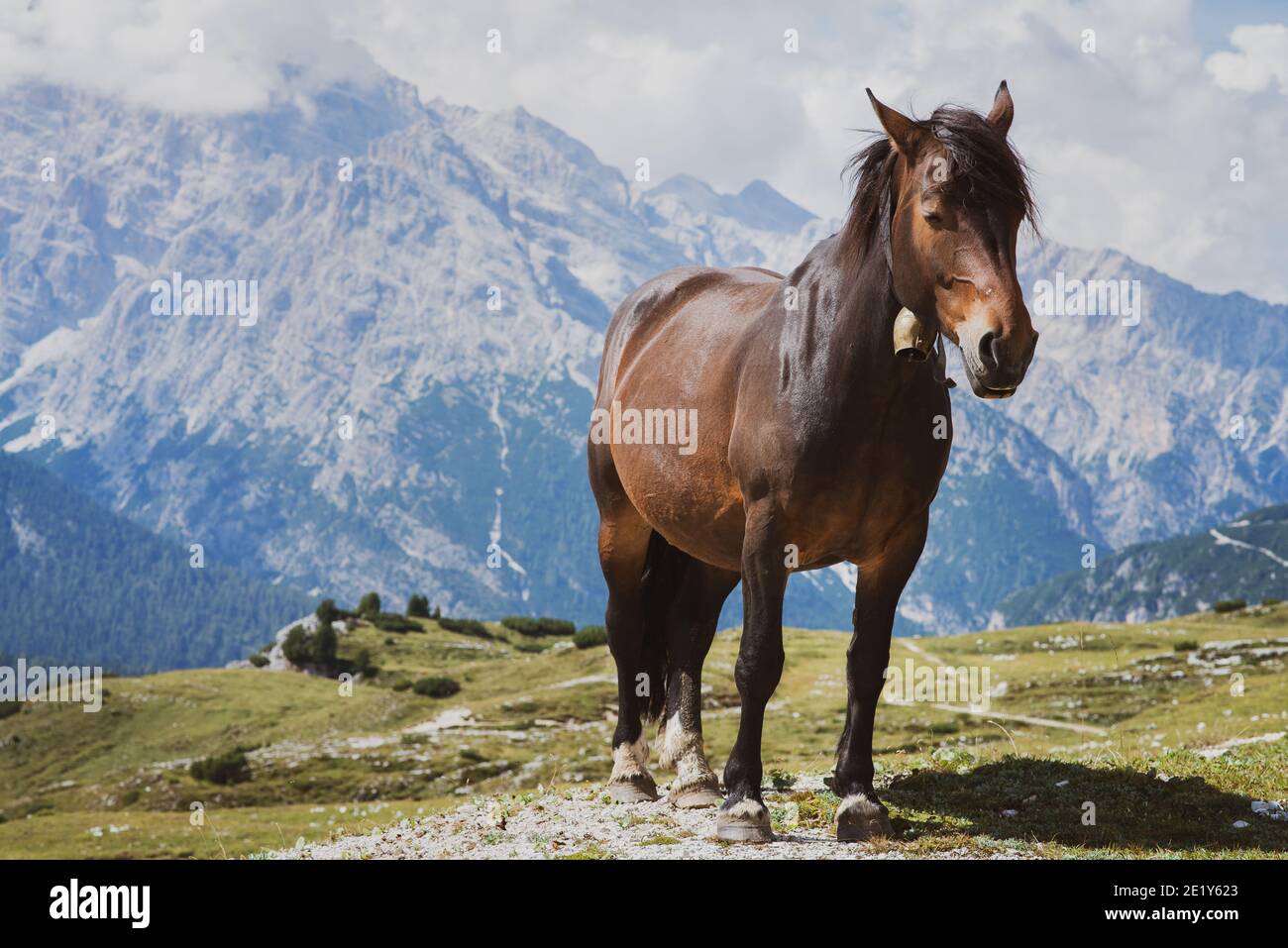 Portrait d'un cheval dans les montagnes Banque D'Images