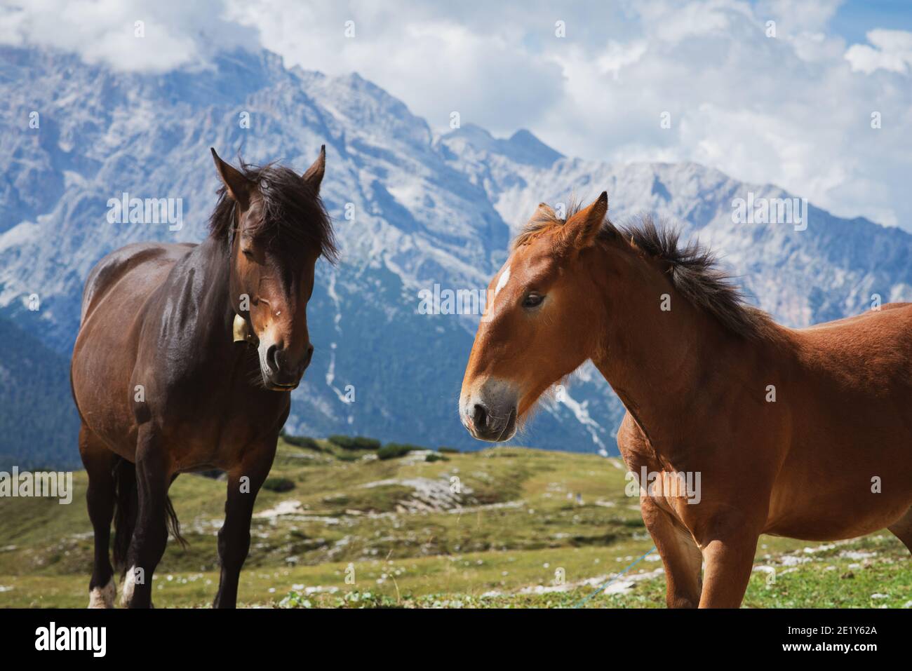 Portrait de chevaux dans les montagnes Banque D'Images