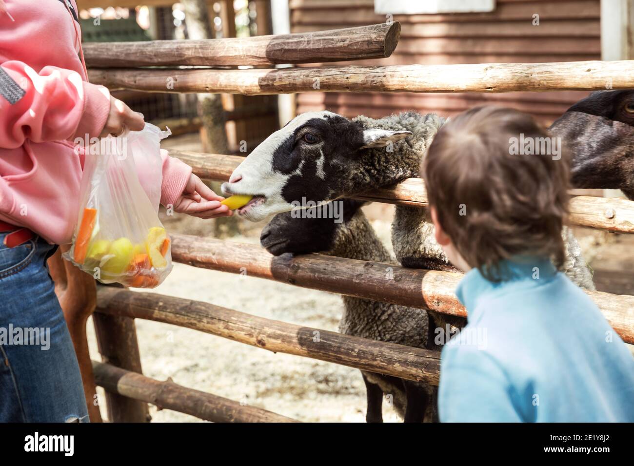 Maman et fils nourrissant des légumes de brebis à la ferme Banque D'Images