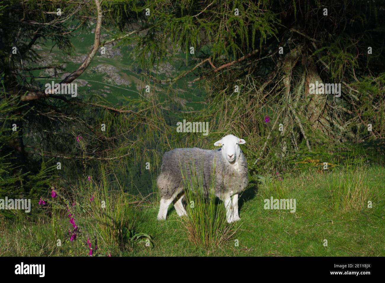 Un mouton Herdwick blanc regardant la caméra, debout sur une pente herbeuse entourée d'herbe, de rushes, d'arbres et de renards sur une montagne Banque D'Images
